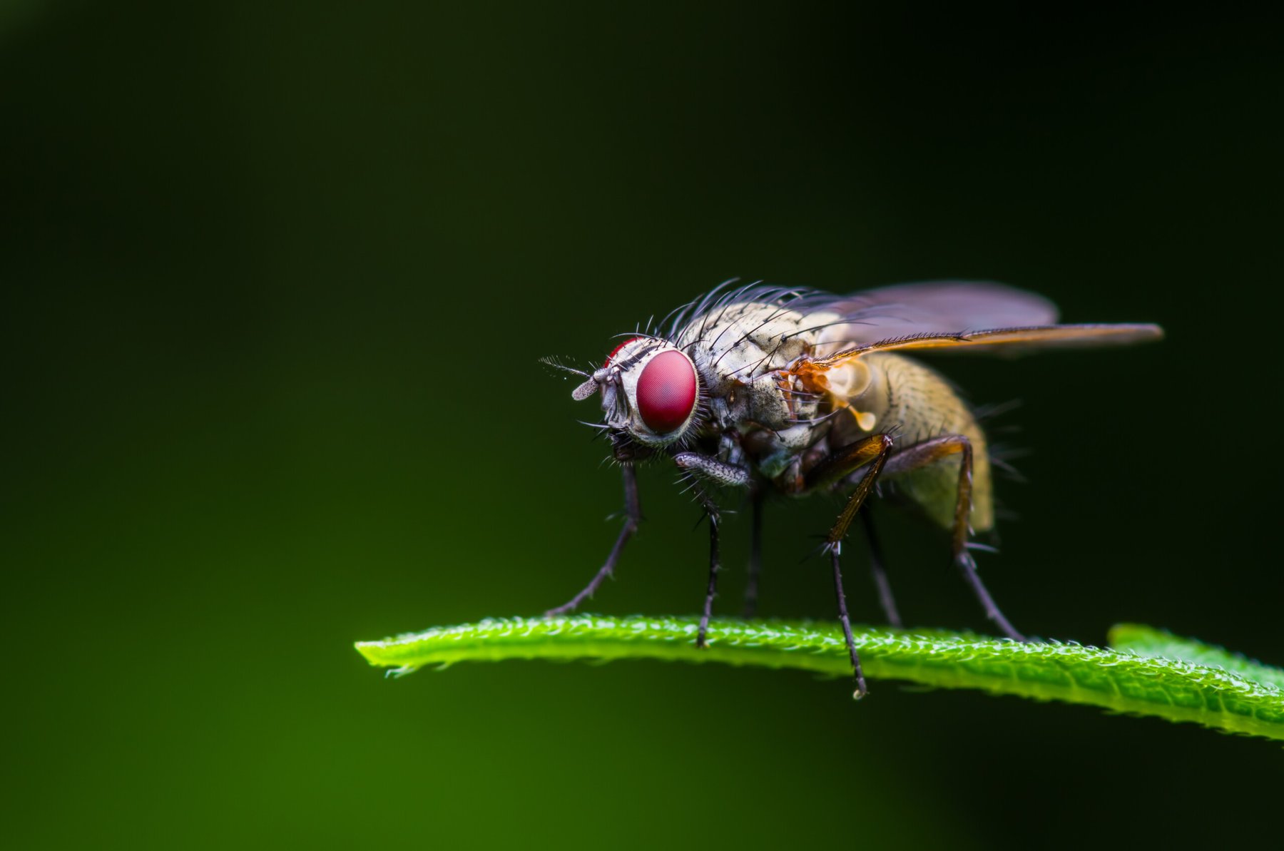 Macquarie University research suggests that widely used fungicide Chlorothalonil may contribute to insect population decline