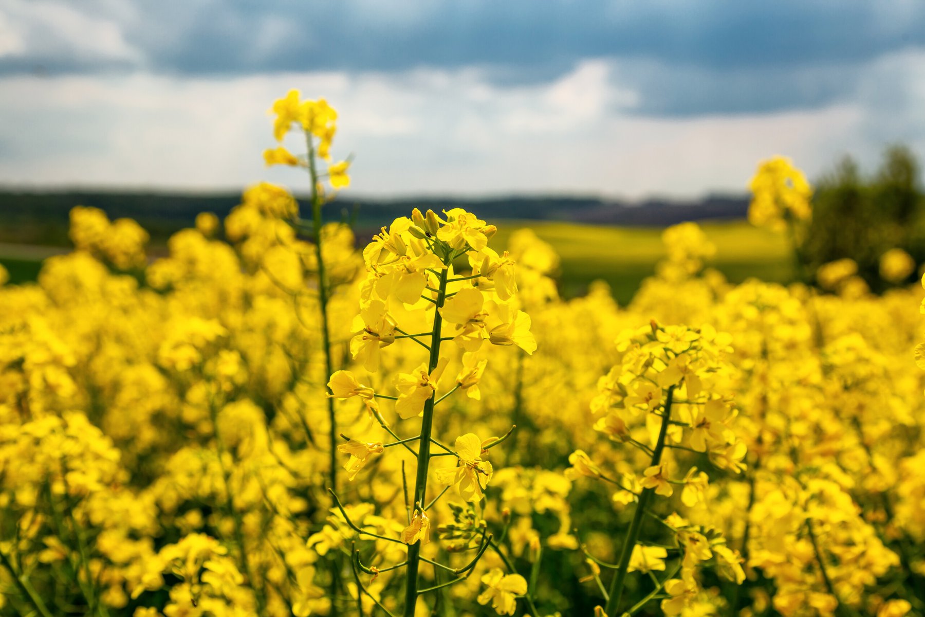 FMC introduces fluindapyr fungicide in Ukraine, marking first EMEA launch