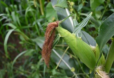 Pepsico and Cargill to expand regenerative agriculture across 240,000 Iowa acres
