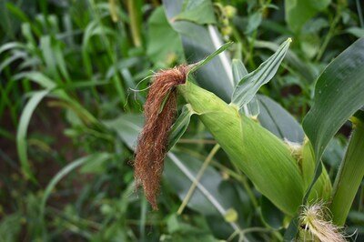 Pepsico and Cargill to expand regenerative agriculture across 240,000 Iowa acres