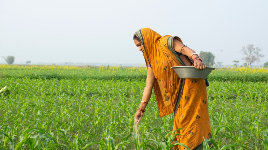Maize germination issues prompt investigation in Karnataka, India
