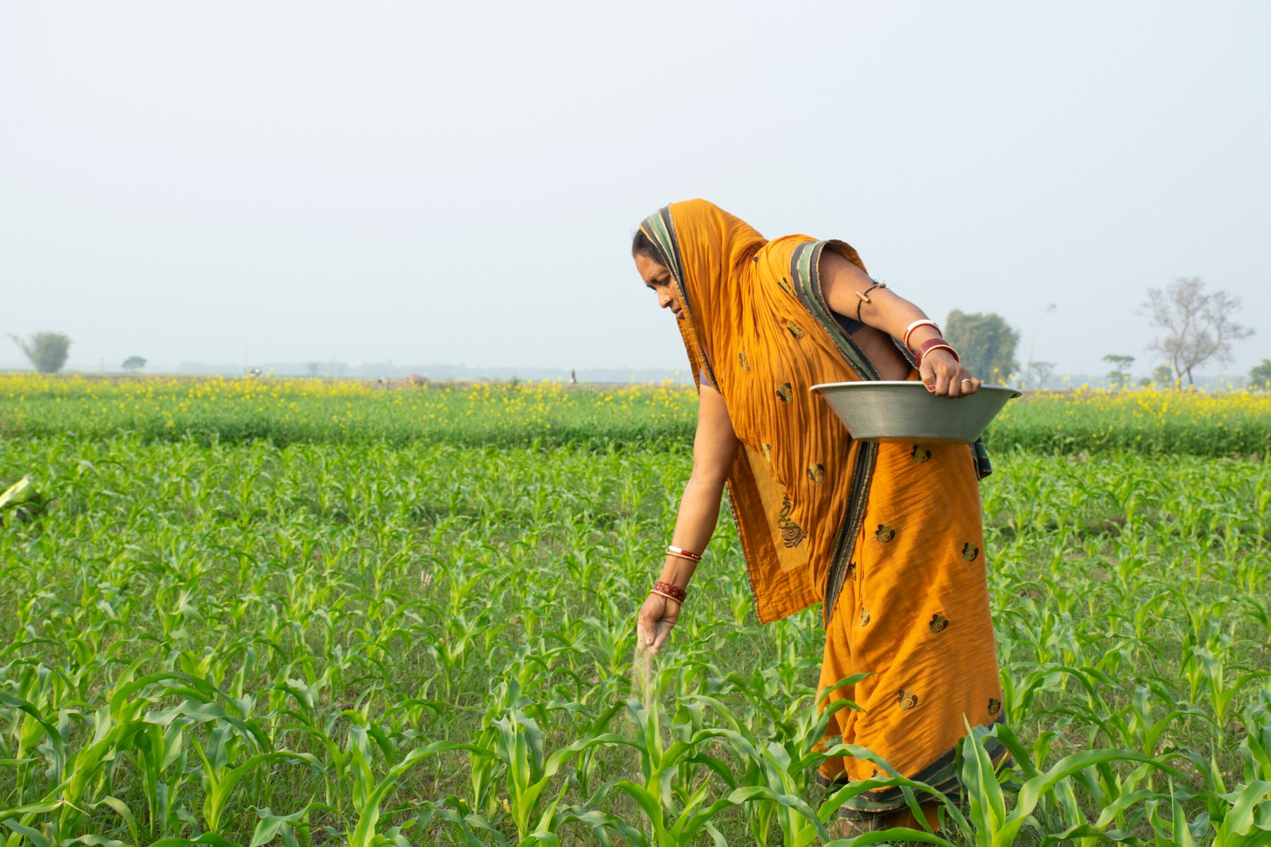 Maize germination issues prompt investigation in Karnataka, India