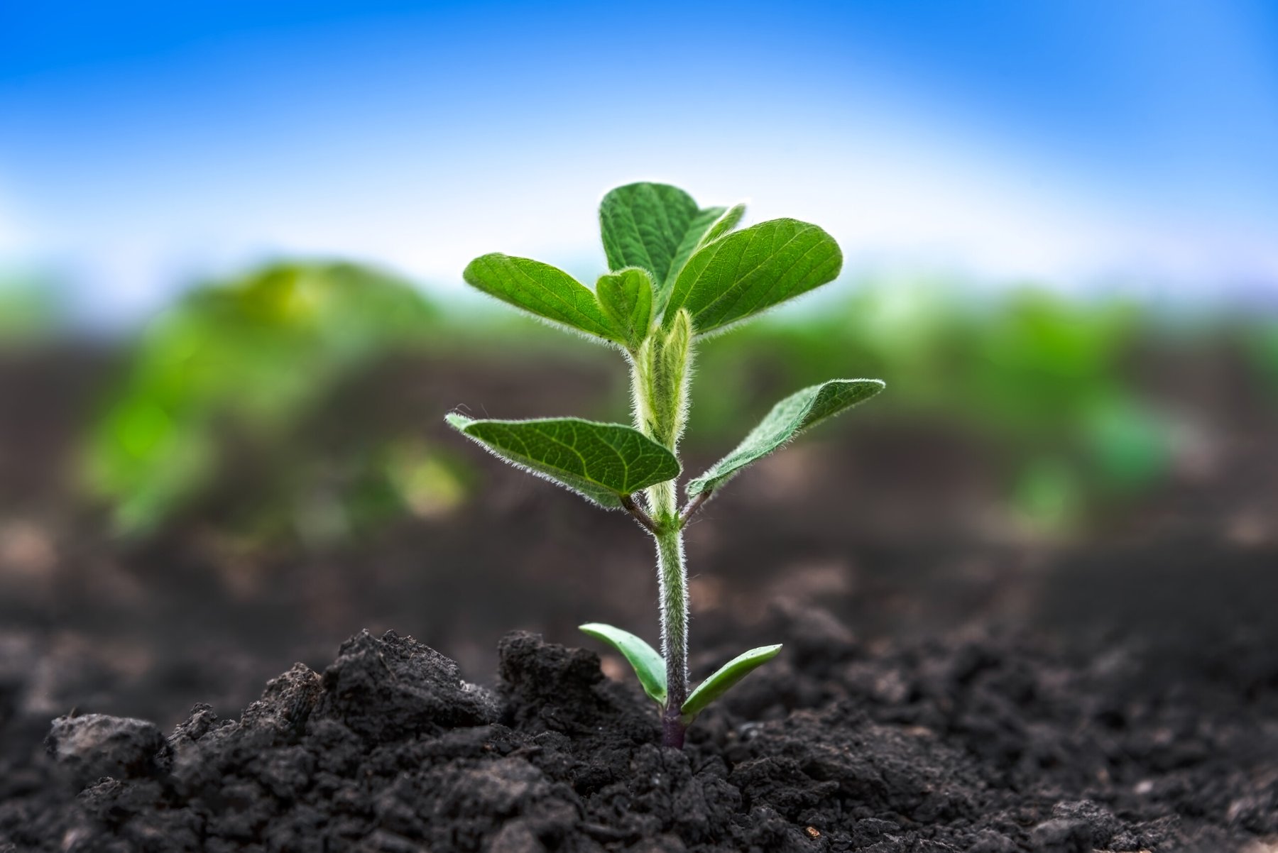 Researchers discovered a zinc-sensing protein that regulates nitrogen fixation in legumes