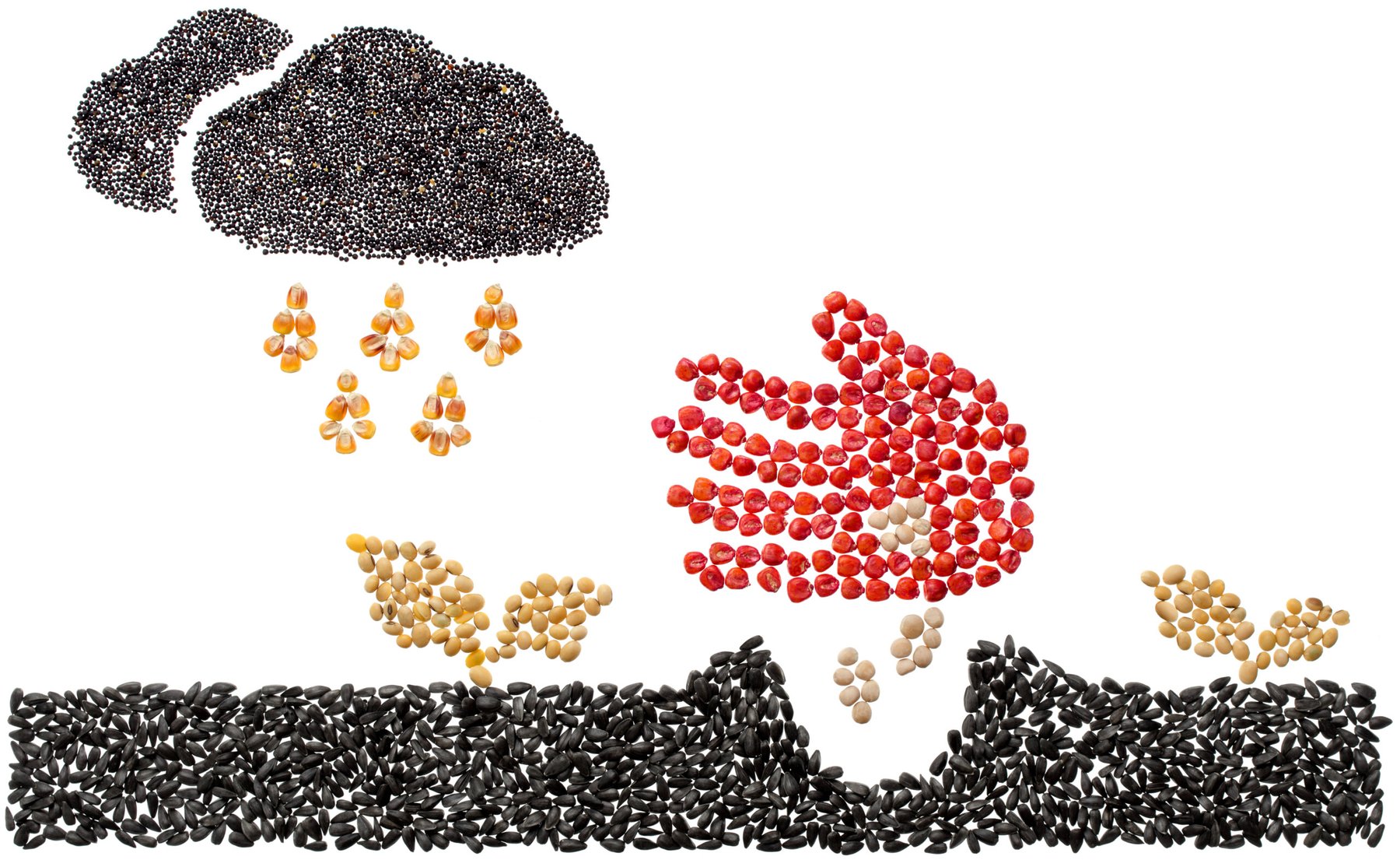 USDA drops environmental review requirement for genetically engineered seeds