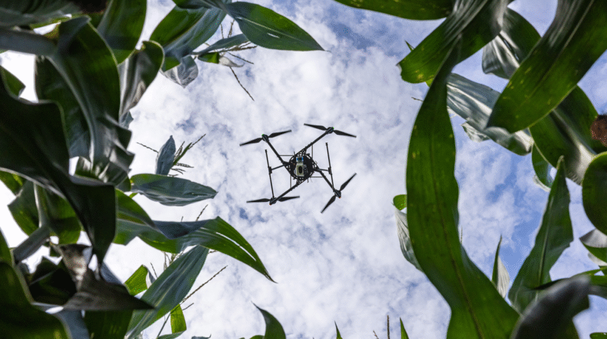 Drones and AI offer faster corn health checks, study finds