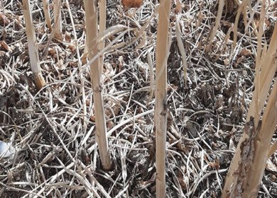 Verticillium stem stripe spreads beyond Europe, raising concerns for global canola yields