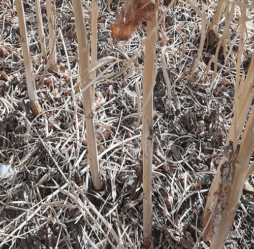 Verticillium stem stripe spreads beyond Europe, raising concerns for global canola yields
