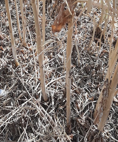 Verticillium stem stripe spreads beyond Europe, raising concerns for global canola yields