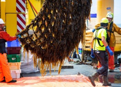 Amazon-backed project completes world’s first seaweed harvest at offshore wind farm