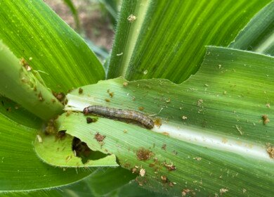 Provivi and AgNova launch pheromone solution in Australia to tackle fall armyworm