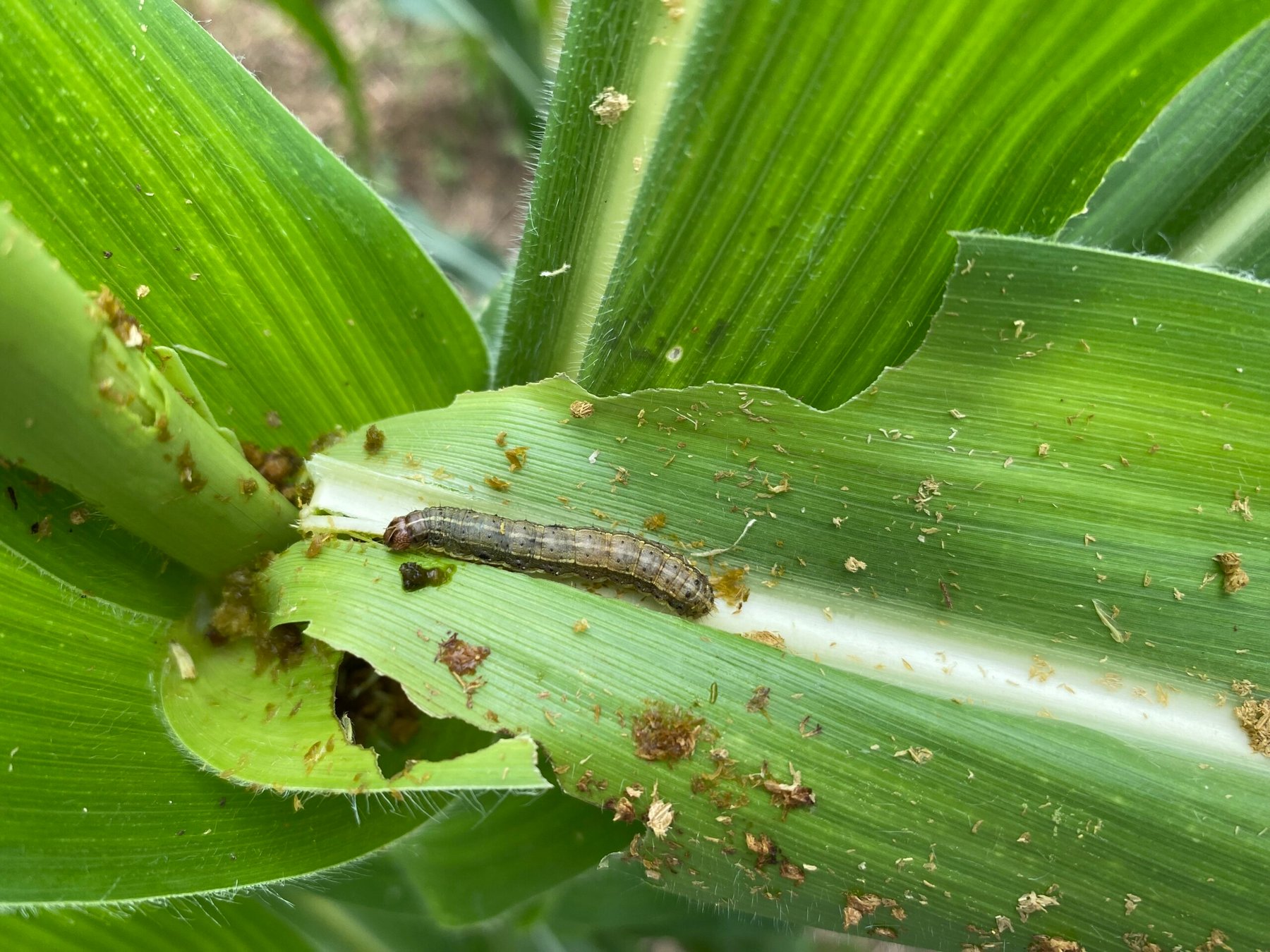 Provivi and AgNova launch pheromone solution in Australia to tackle fall armyworm