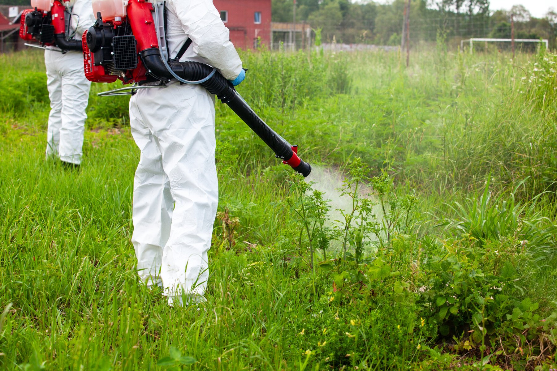 Glyphosate study links herbicide to leukemia and tumors in rats