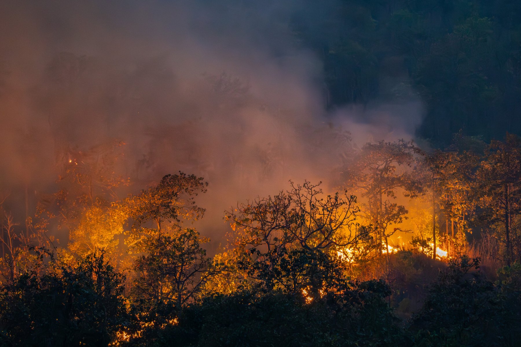 How to restore soil after California wildfires?