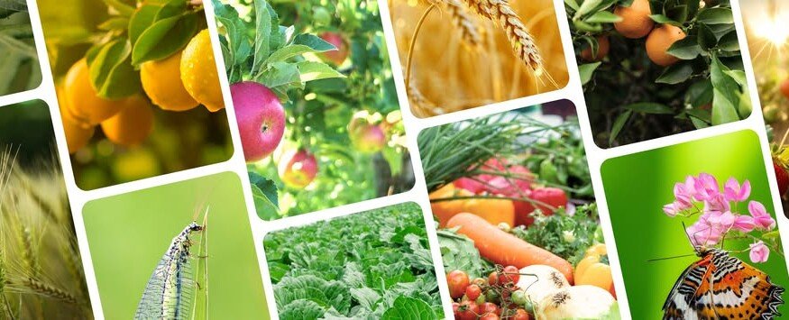 New EU roadmap targets faster approval of biocontrol solutions for farmers