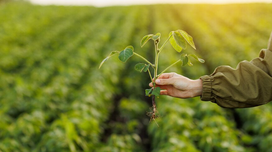 Syngenta plans to launch the HPPD-tolerant soybeans by 2029
