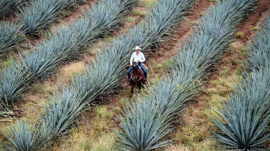 Mexico bans 35 high-risk pesticides in push for sustainable farming