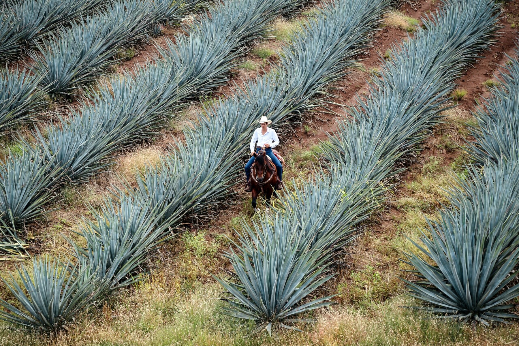 Mexico bans 35 high-risk pesticides in push for sustainable farming