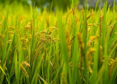 Illinois farmer turns flooded bottomlands into state’s first rice farm