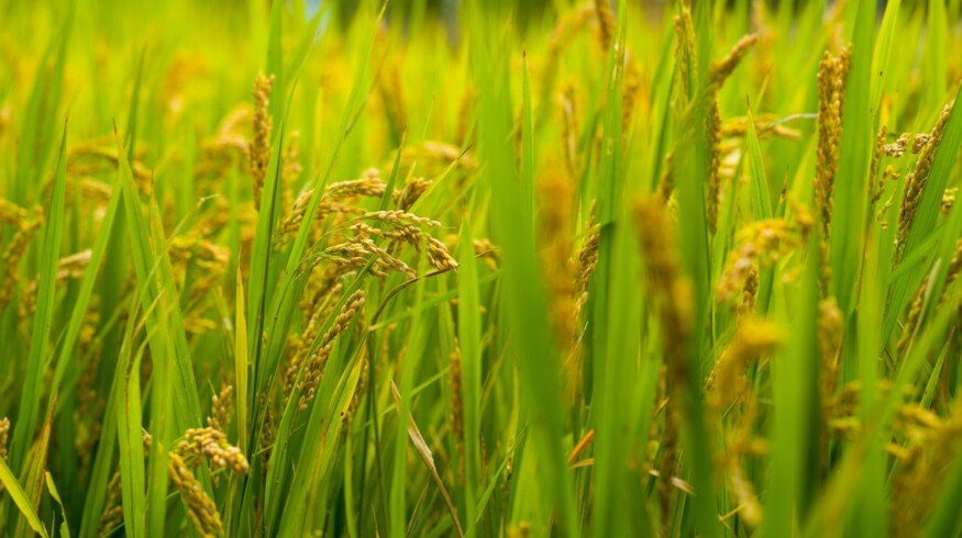 Illinois farmer turns flooded bottomlands into state’s first rice farm