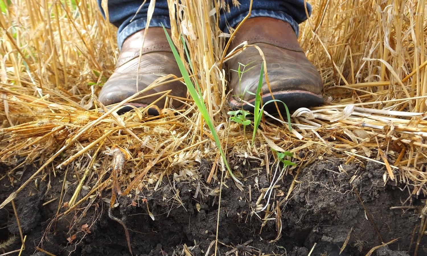 PepsiCo, Mars and ADM back regenerative agriculture project in Poland