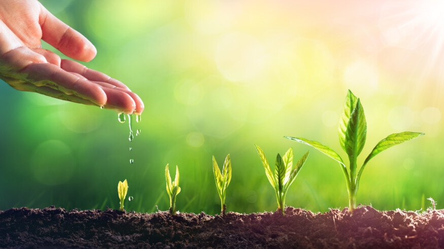 Syngenta and Heritable Agriculture utilize AI for vegetable seed selection