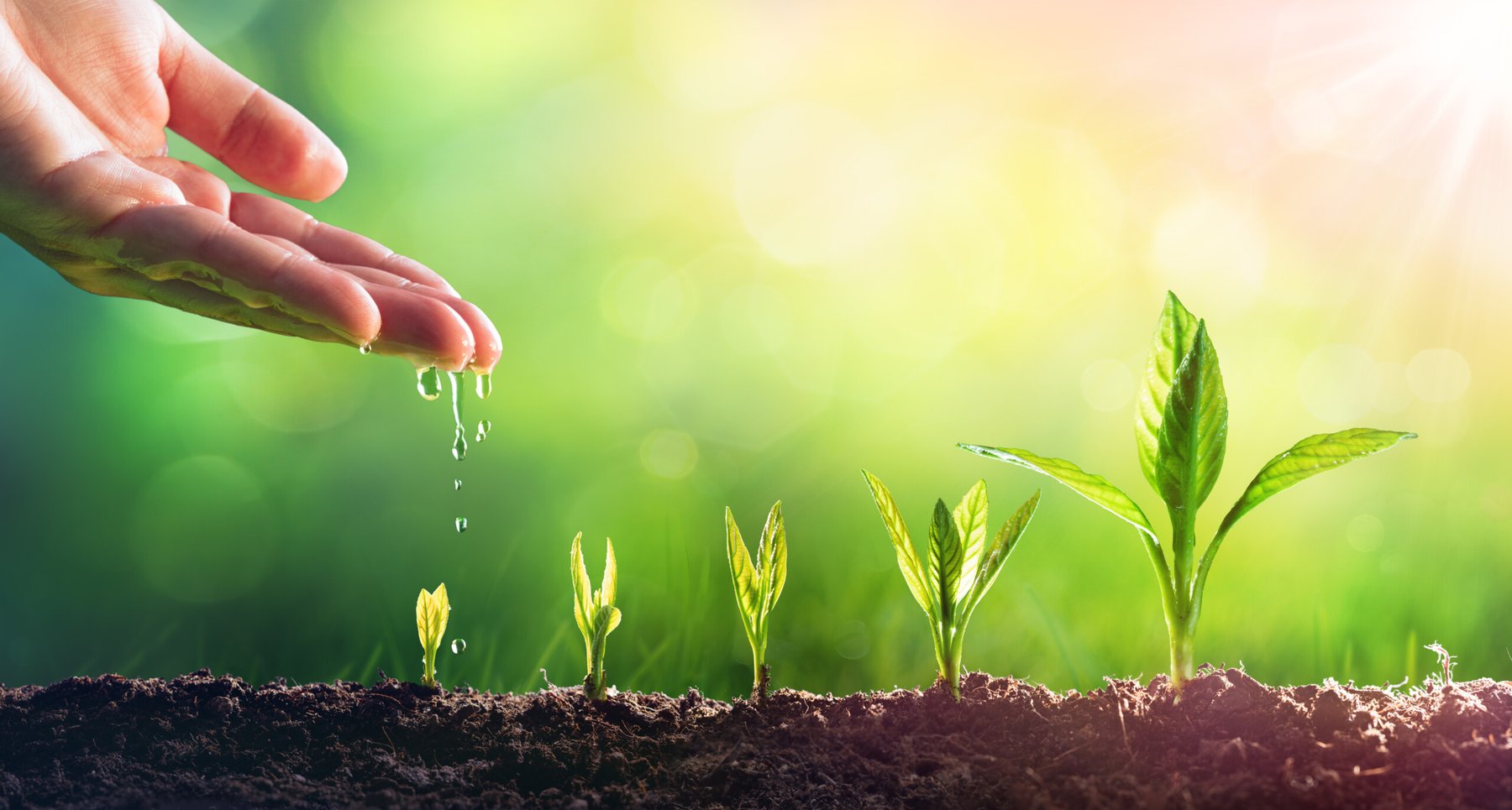 Syngenta and Heritable Agriculture utilize AI for vegetable seed selection
