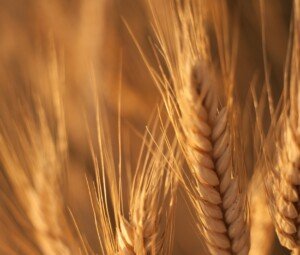 UC Davis scientists develop wheat that produces its own fertilizer