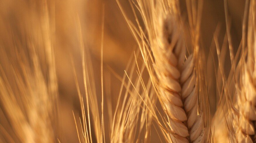 UC Davis scientists develop wheat that produces its own fertilizer