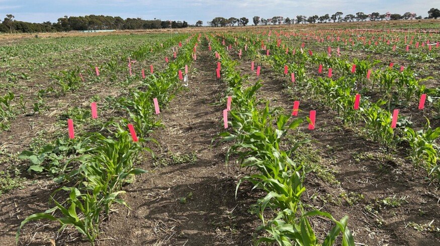 Nufarm and Moa advance development of novel herbicide