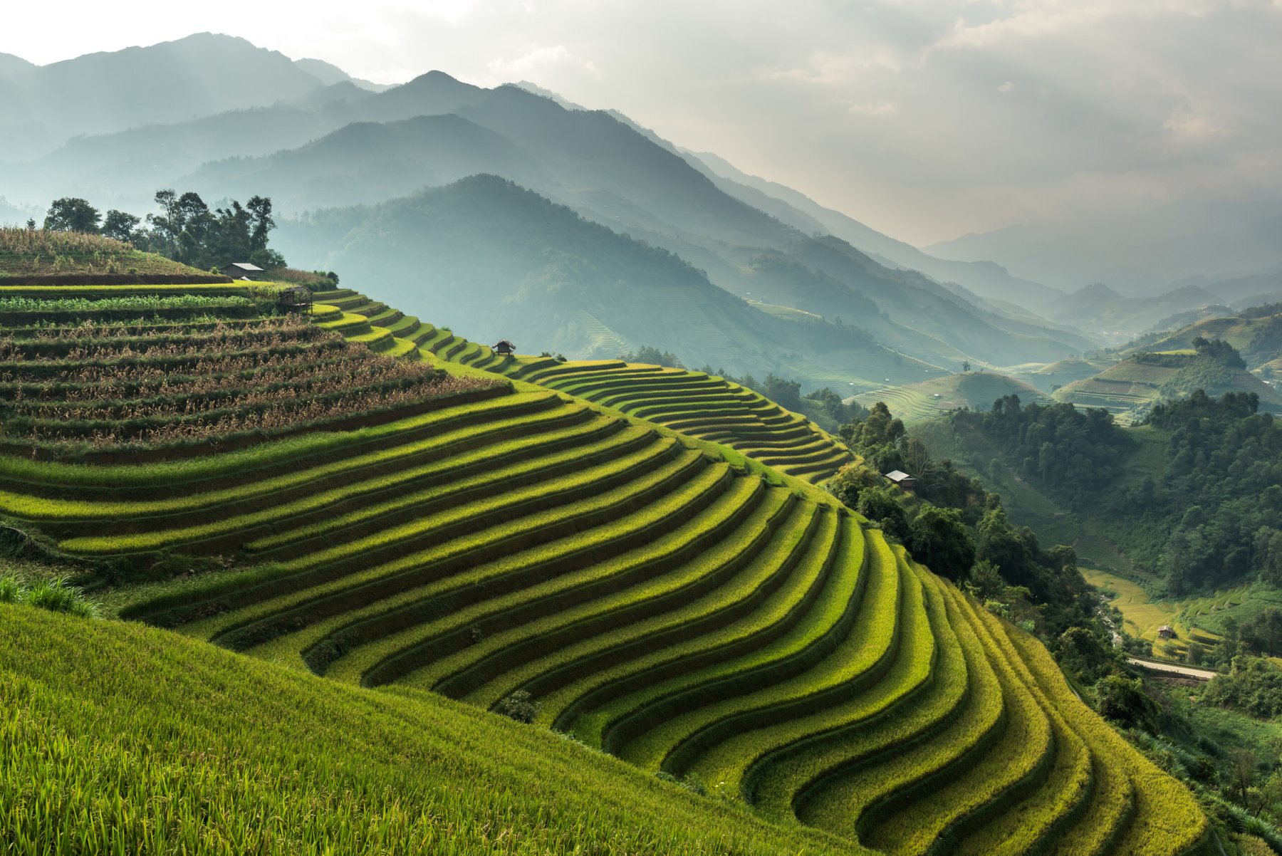 Scientists develop nano-selenium method to boost rice nutrition and cut fertilizer use