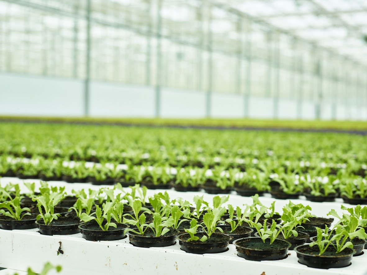 Kazakhstan expands greenhouse and storage projects to cut food import reliance