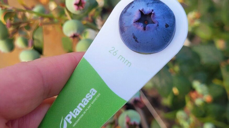 Planasa to acquire IFSI to expand global plant genetics footprint