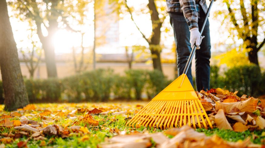 Gardeners turn to cover crops this fall to restore soil health