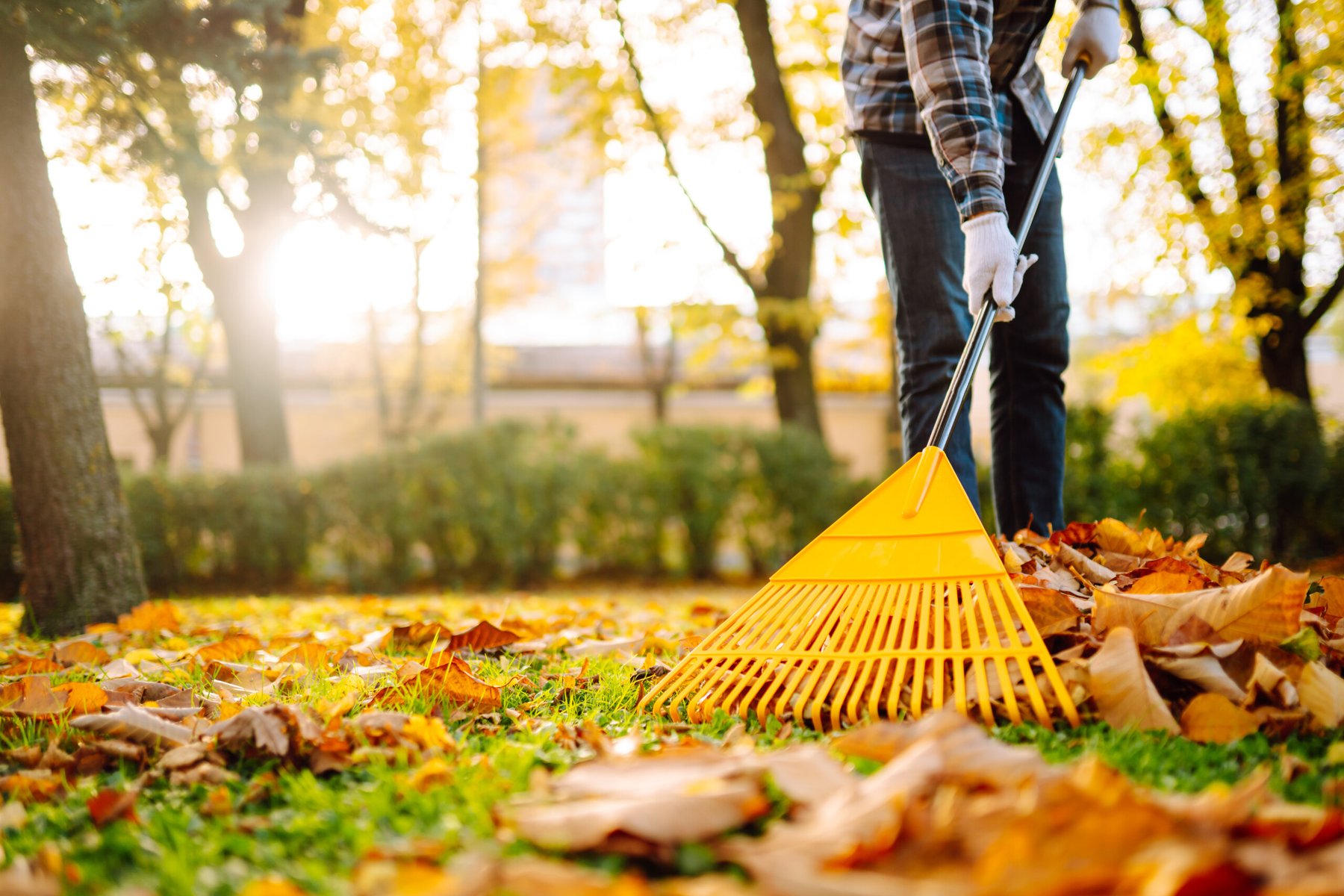 Gardeners turn to cover crops this fall to restore soil health