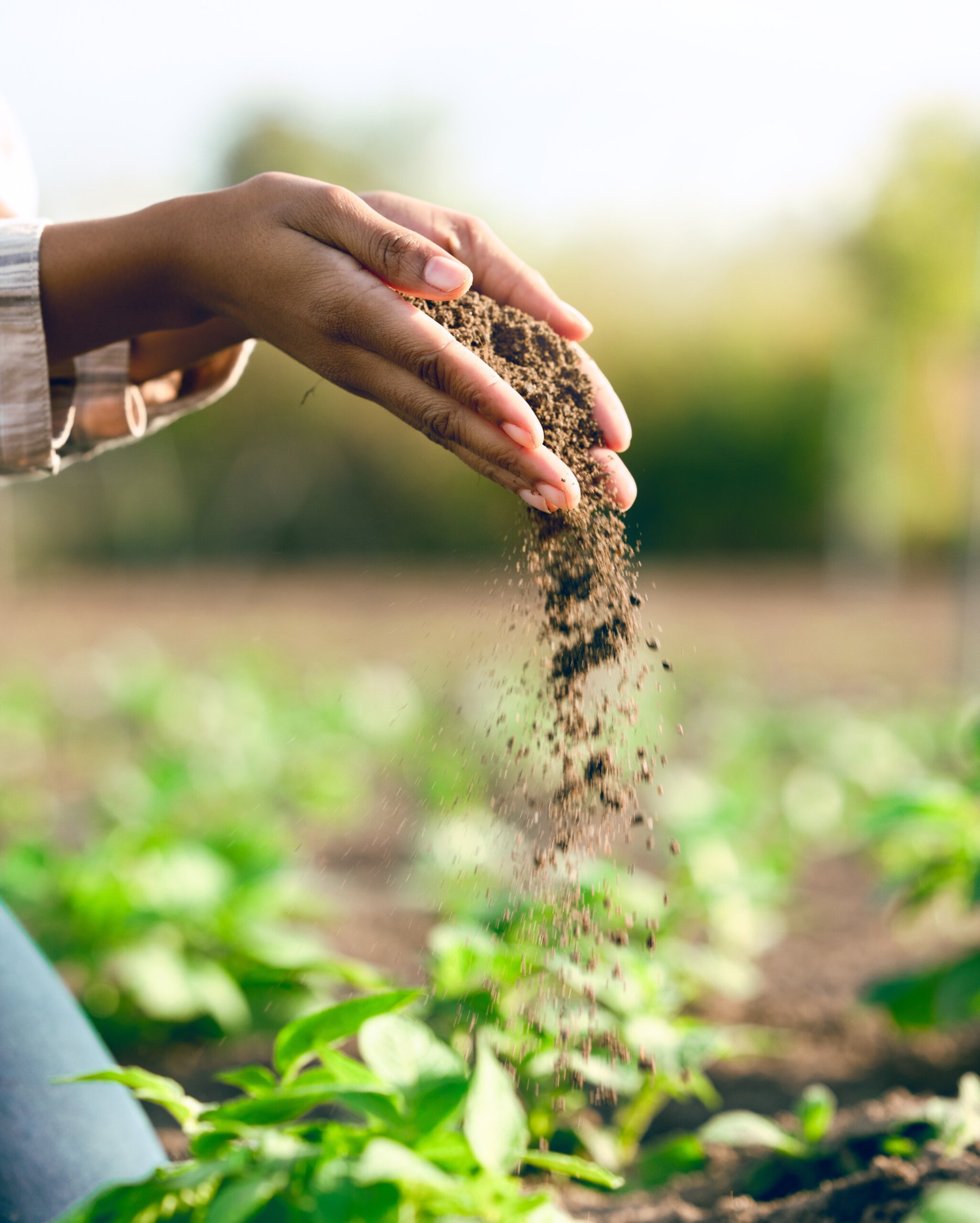 Liberia develops national soil information system to improve fertilizer use