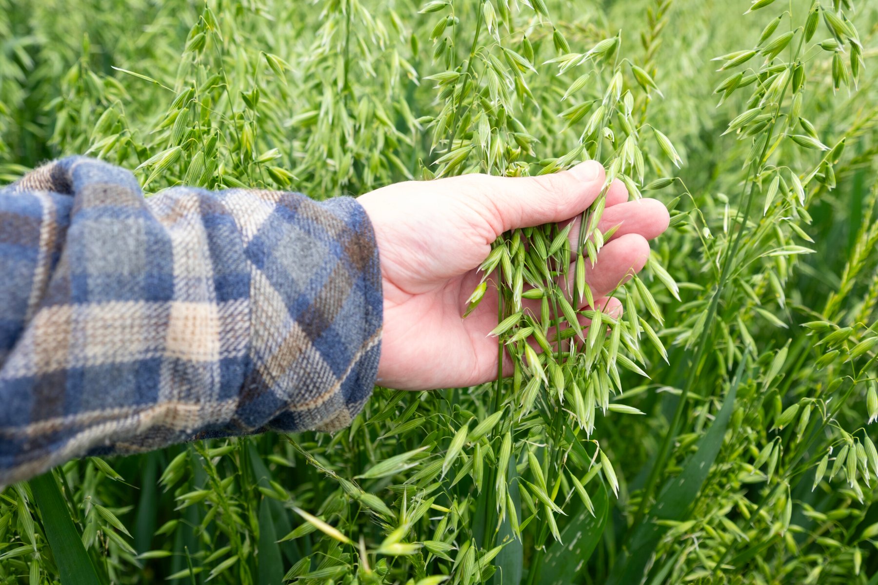 happy farmer checking quality grain harvest, green oat plants, agricultural scene, ripening crop diligent farmer, field ripening oats, agricultural land, farm life