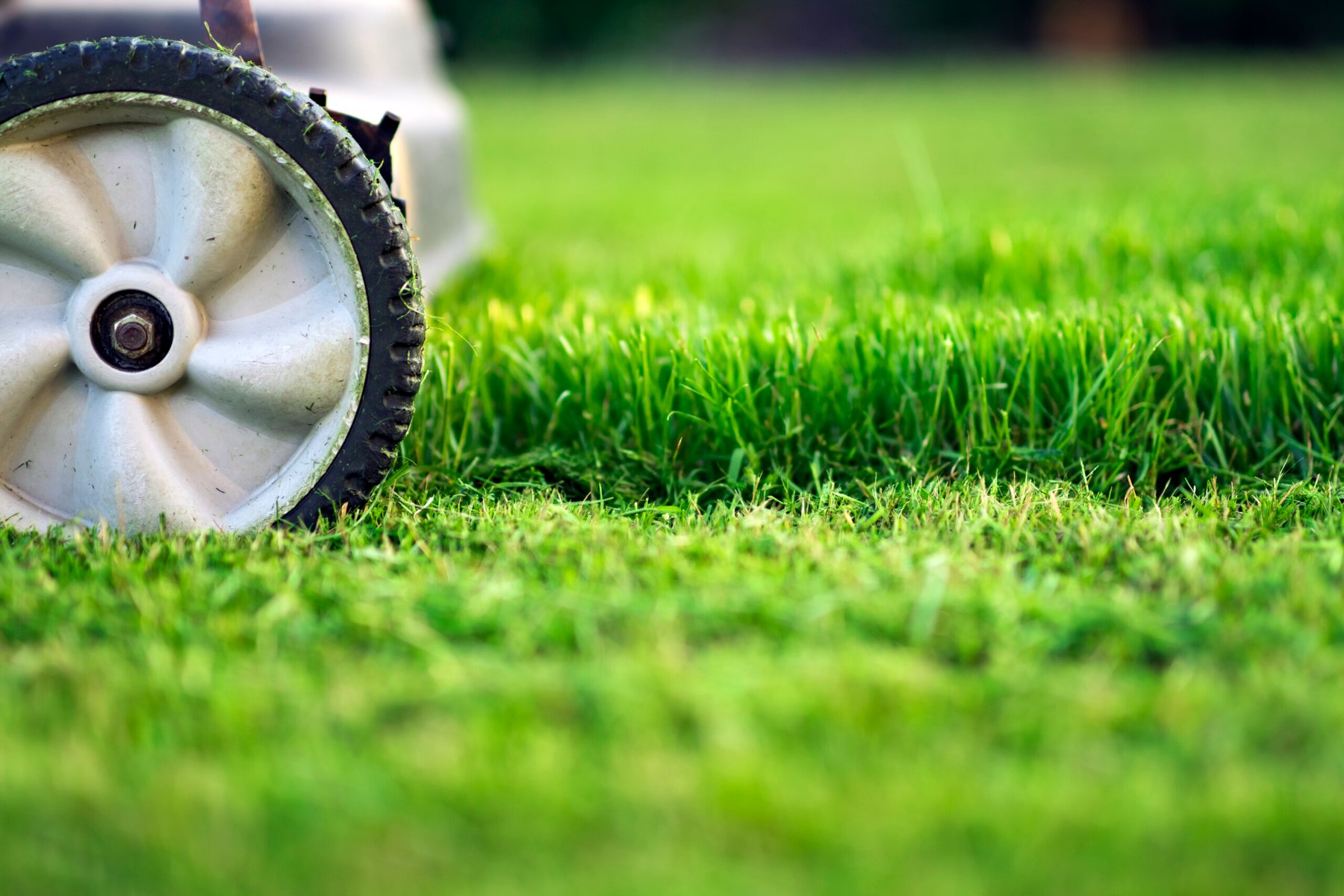 Lawn mower cutting green grass in residential area in late afternoon light
