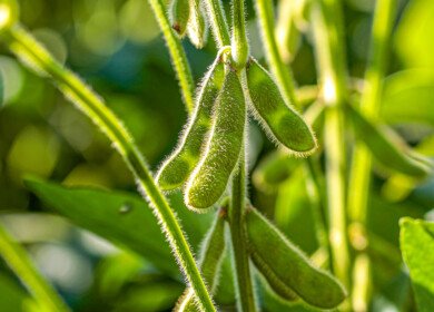 Hidden soybean cyst nematode threatens North American yields