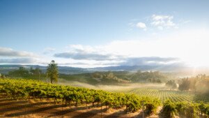 California vineyard growers abandon their harvests as prices and costs turn them unprofitable