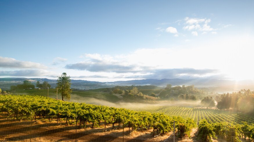 California vineyard growers abandon their harvests as prices and costs turn them unprofitable