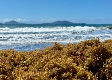Researchers explore ways to turn Caribbean seaweed crisis into bioproducts and renewable fuels