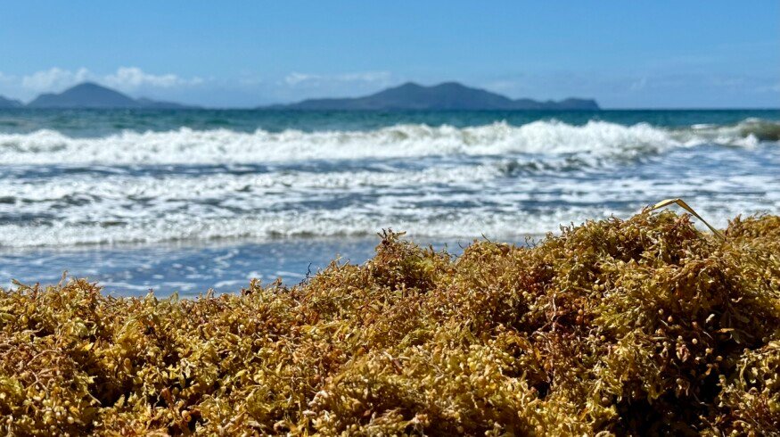 Researchers explore ways to turn Caribbean seaweed crisis into bioproducts and renewable fuels