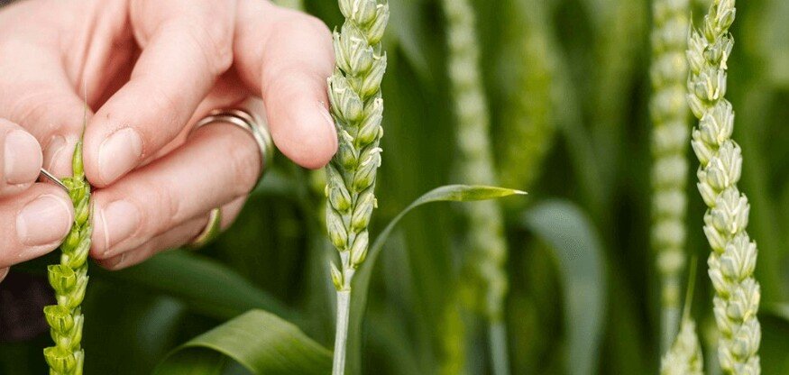 Lantmännen invests SEK 100 million in new plant breeding facility in Svalöv
