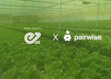 Enza Zaden licenses Pairwise gene-editing platform to accelerate vegetable breeding