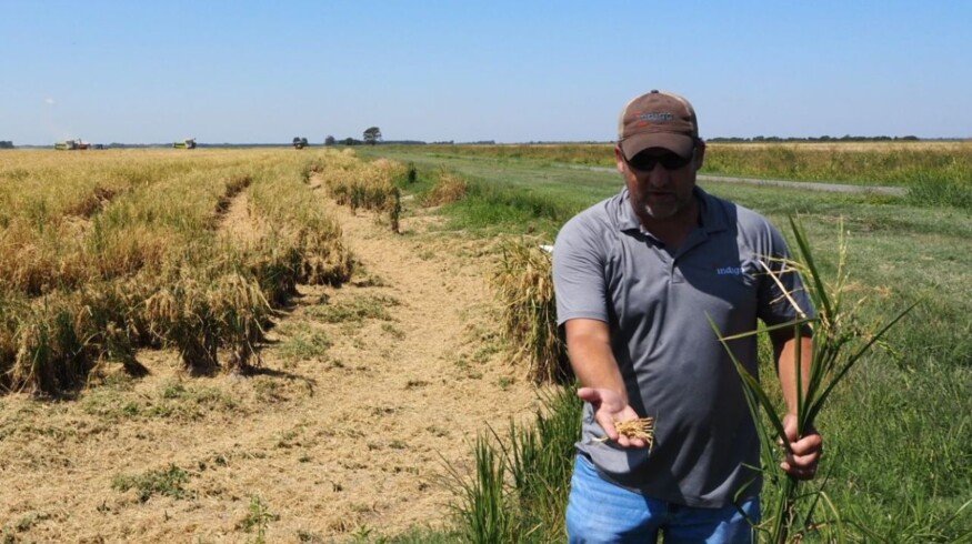 Walmart, Kellanova and Indigo Ag form partnership to advance regenerative farming in Arkansas