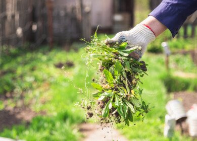 How to get rid of weeds in your garden?