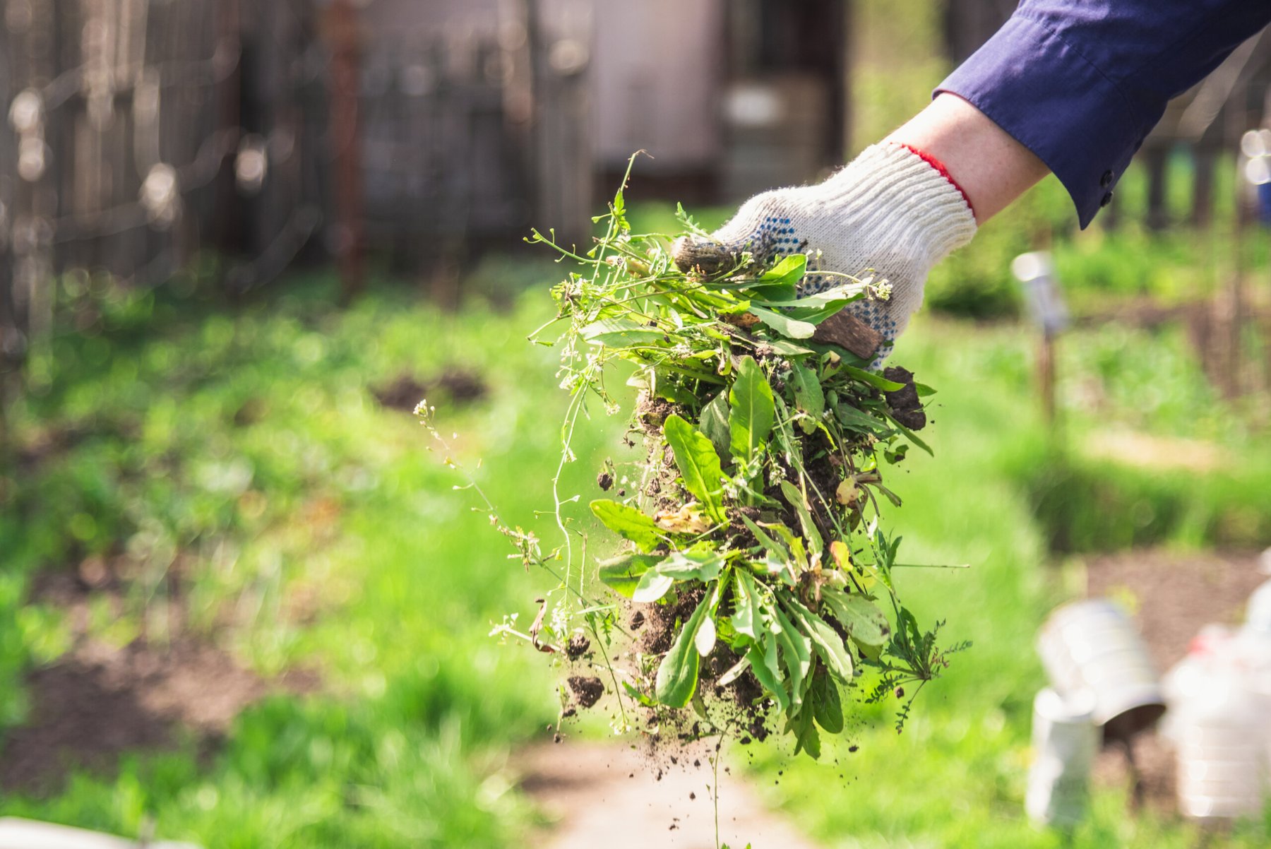 How to get rid of weeds in your garden?
