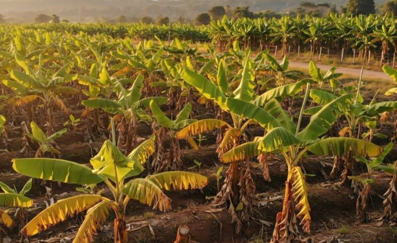 Ecuador tests gene-editing approach to curb banana wilt