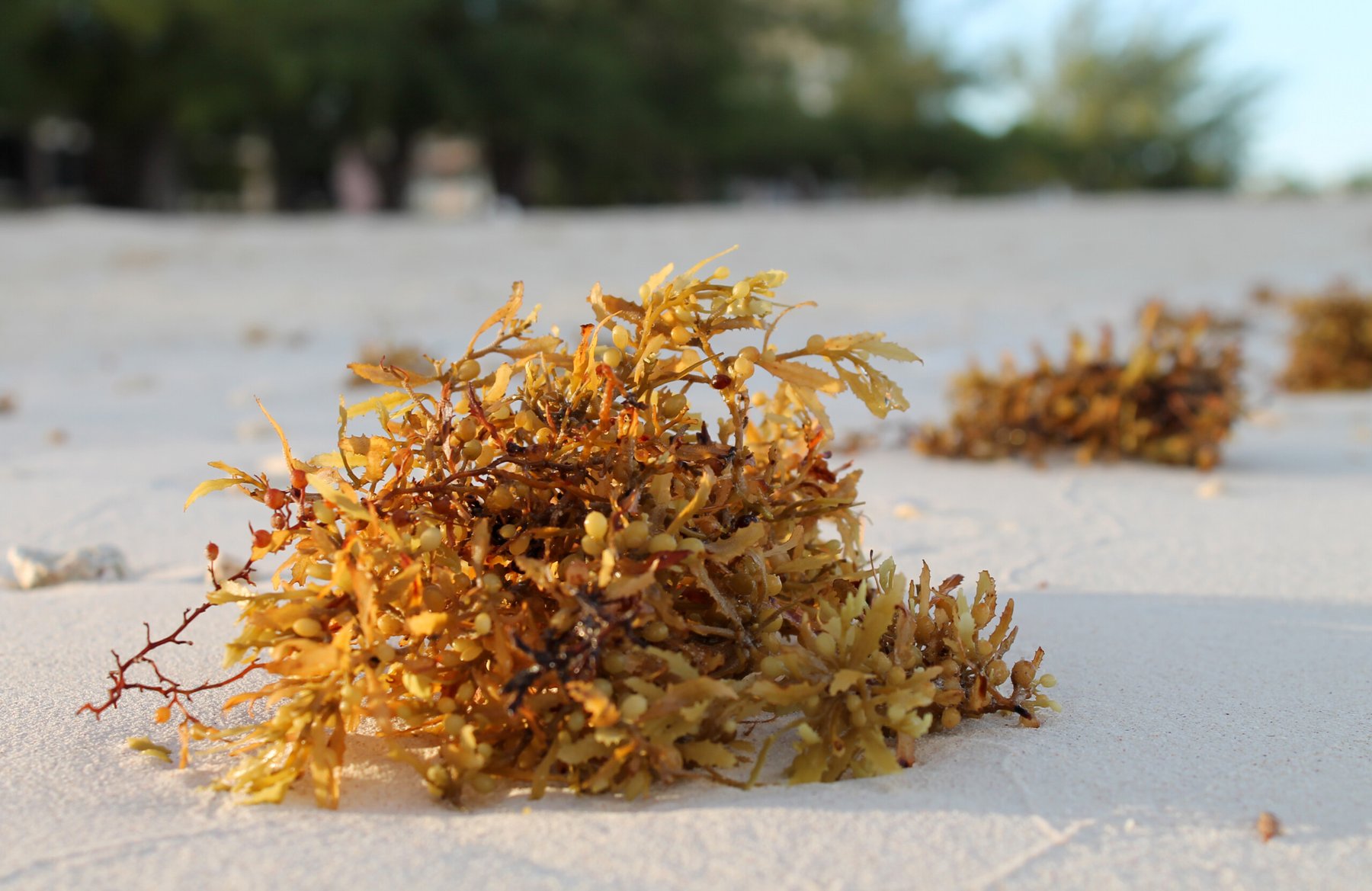 Ocean upwelling identified as key driver behind massive sargassum blooms in the Atlantic