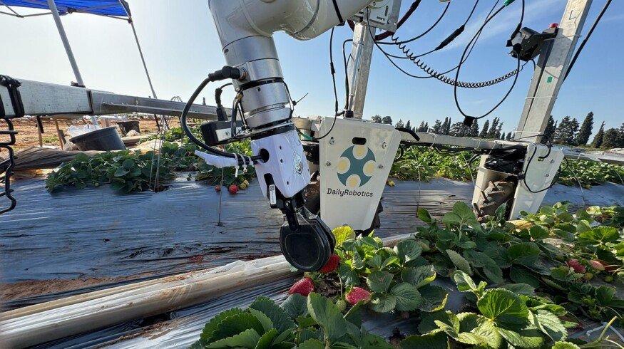 DailyRobotics prepares to launch strawberry harvesting robot in California